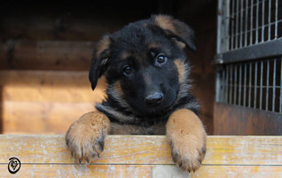 CUCCIOLI IN ARRIVO