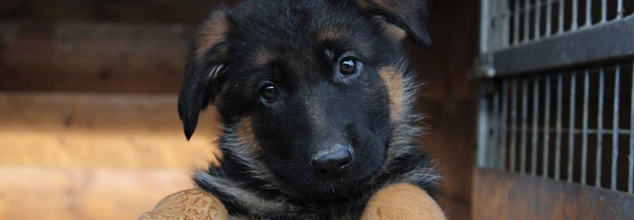 vendita cuccioli pastori tedeschi tutto l'anno!