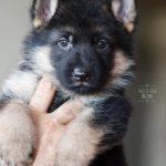 CUCCIOLI DI PASTORE TEDESCO