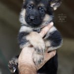 CUCCIOLI DI PASTORE TEDESCO