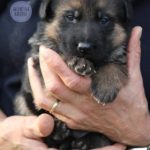 cucciolo di pastore tedesco