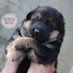 cucciolo di pastore tedesco