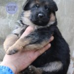 cucciolo di pastore tedesco