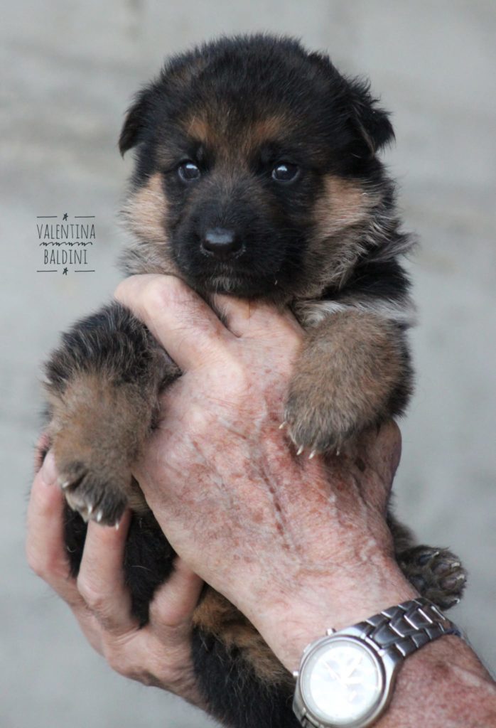 cucciolo pastore tedesco