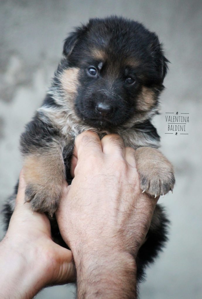 cucciolo pastore tedesco