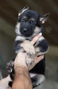 cuccioli pastore tedesco