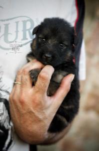 cuccioli pastore tedesco