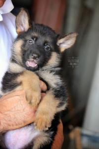 cuccioli pastore tedesco