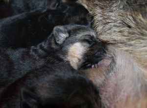 cuccioli pastore tedesco