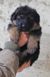 Cucciolo pastore tedesco