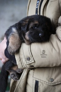 cucciolo pastore tedesco