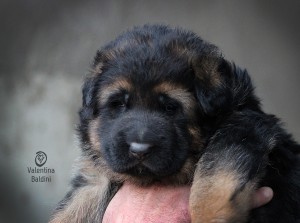 cucciolo pastore tedesco