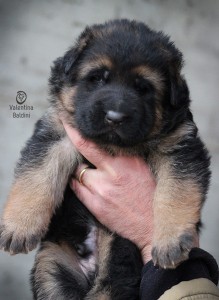 cucciolo pastore tedesco