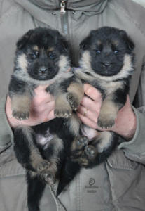 cuccioli pastori tedeschi