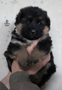 cucciolo pastore tedesco haker